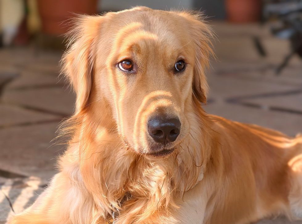 golden retriever relaxing in sunlit patio