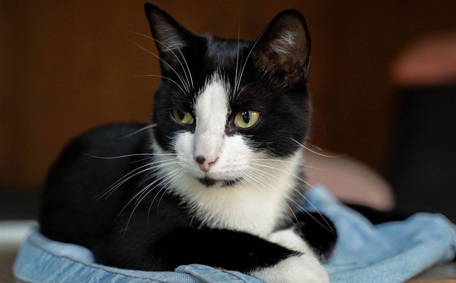 close up portrait of a black and white cat
