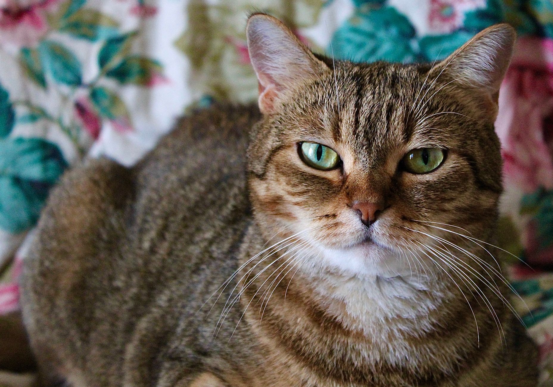brown tabby cat lying on a blanket