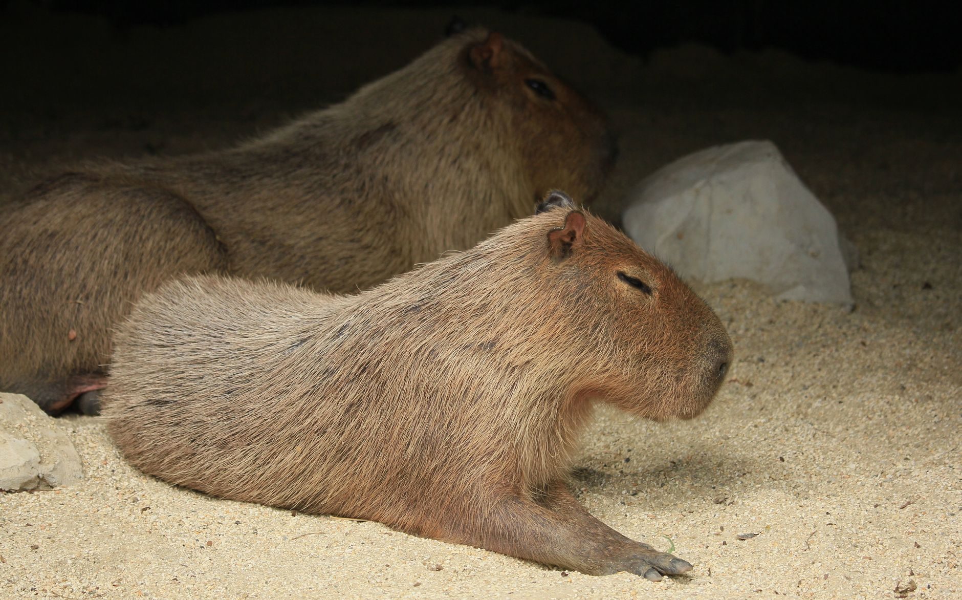 a close up shot of a capybara