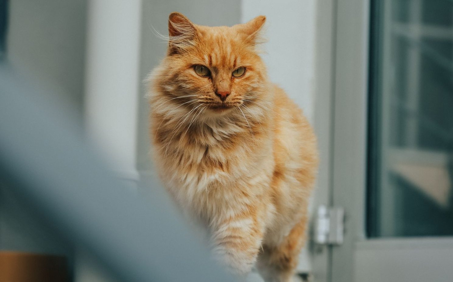 ginger cat