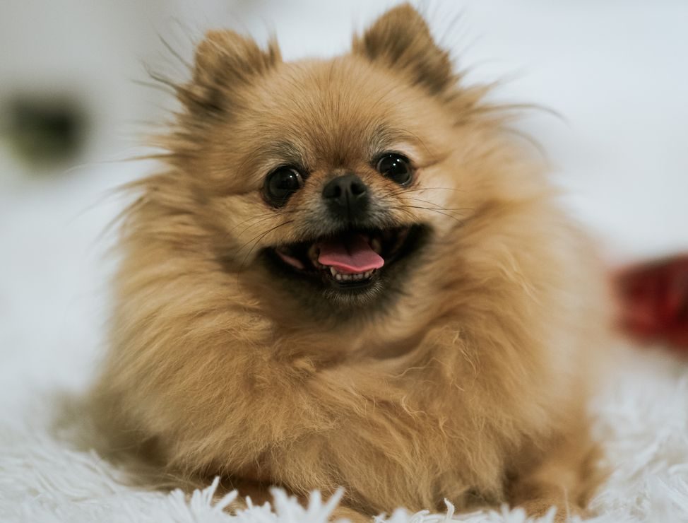 close up photo of a cute pomeranian