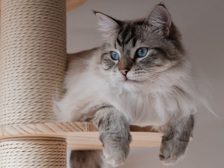 close up shot of a cat