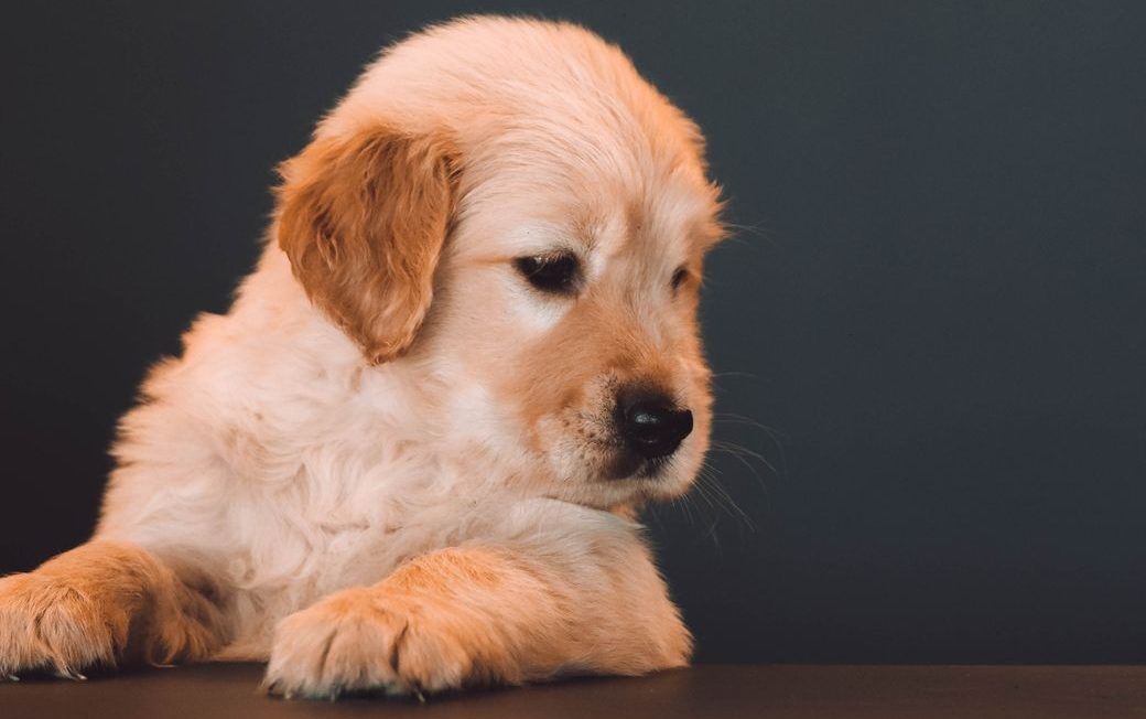 a cute golden retriever puppy looking afar