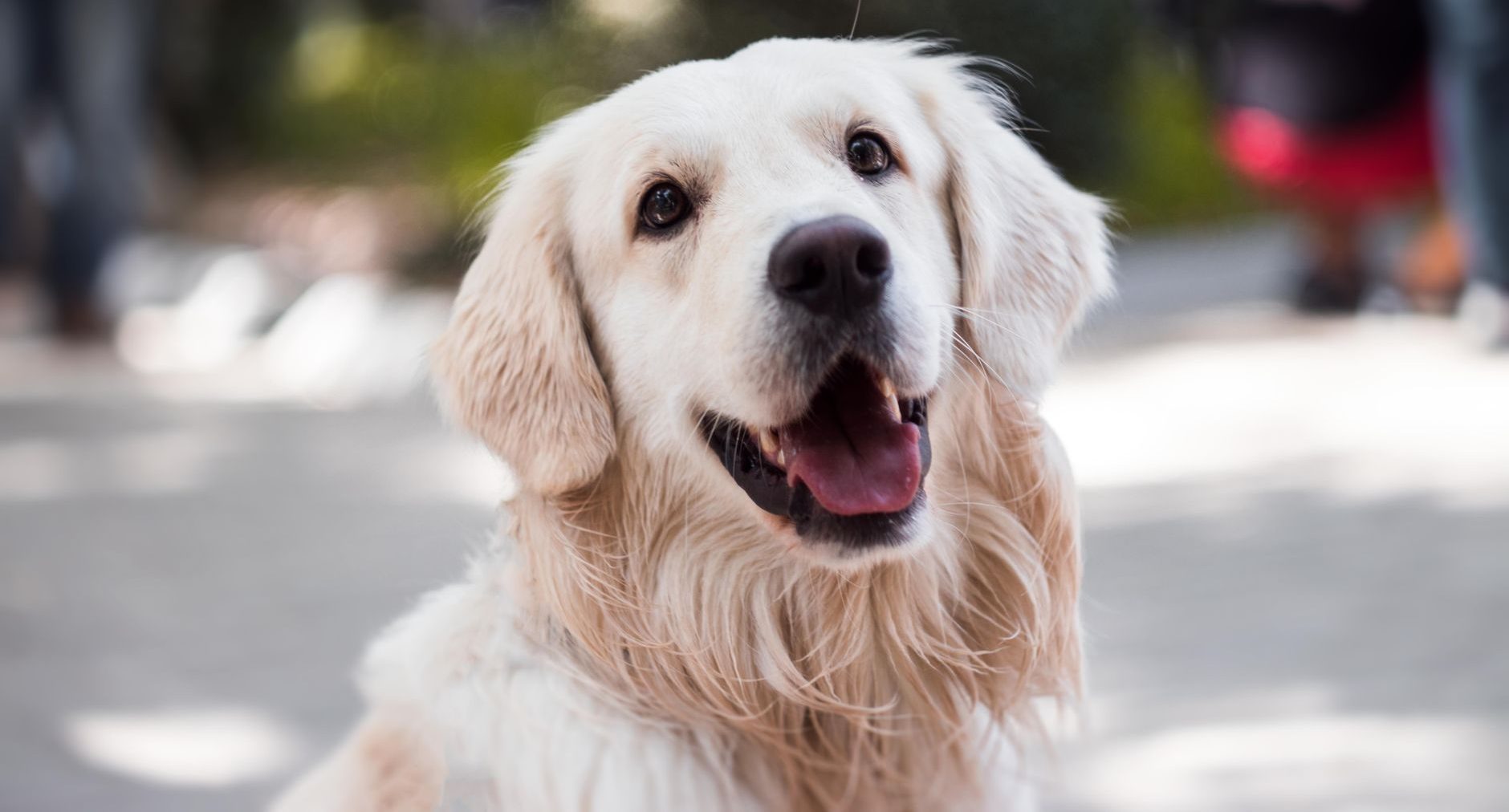 adult golden retriever close up photography