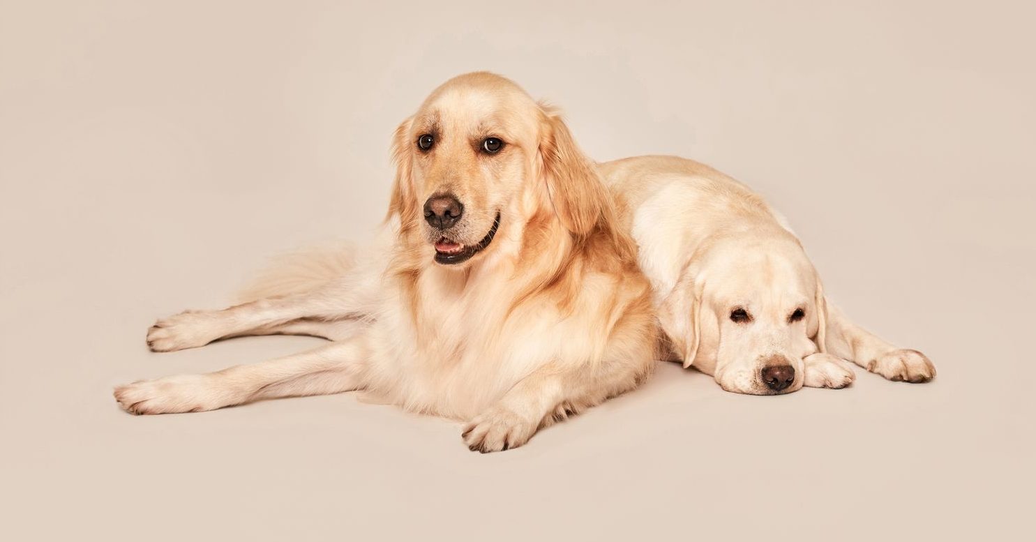 golden retrievers posing in studio
