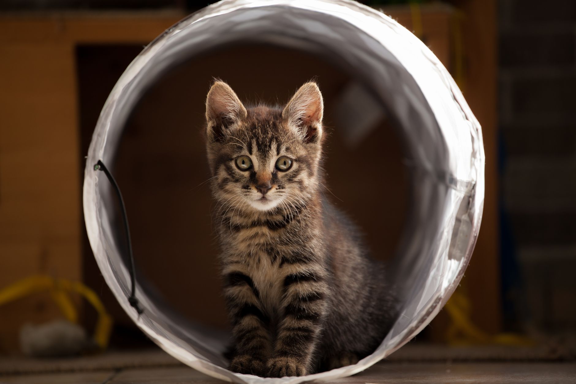 kitten in ball
