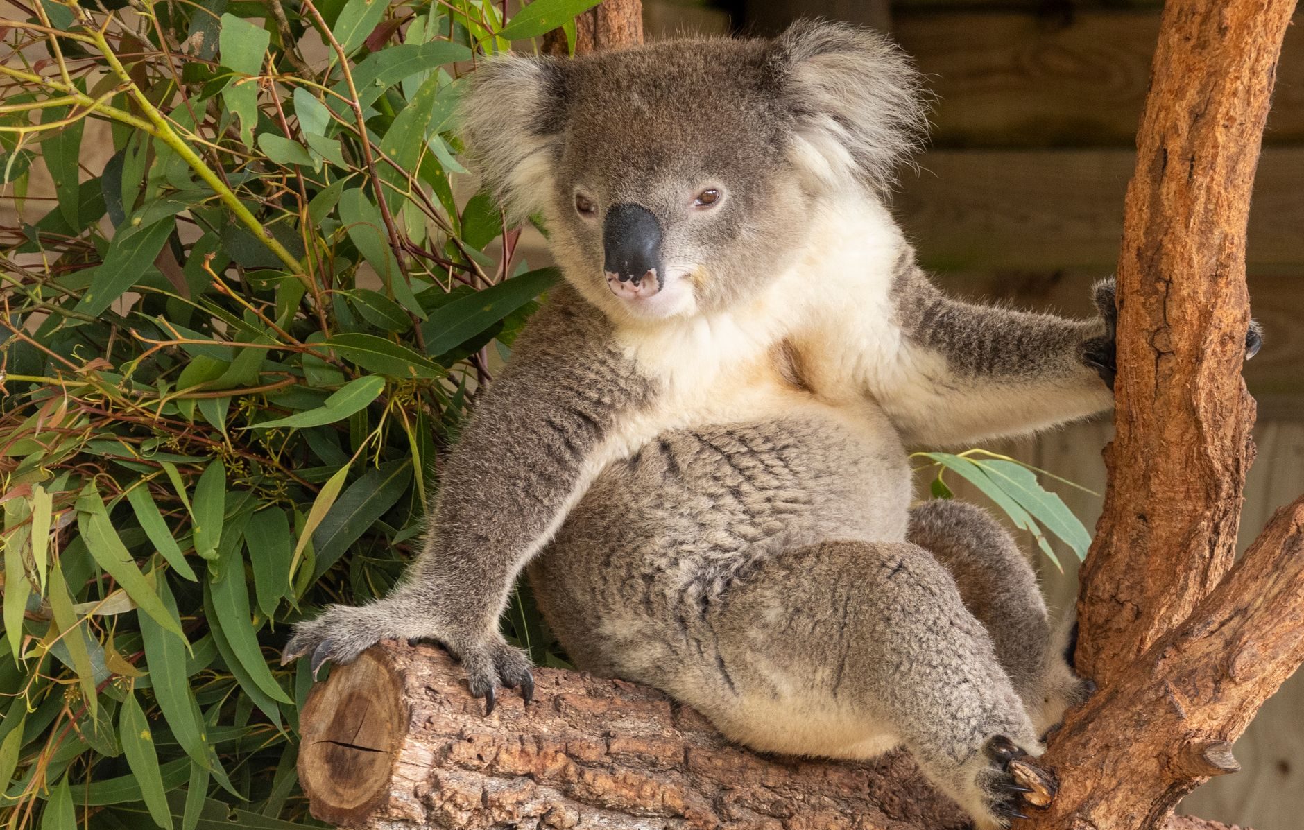 koala sitting on tree