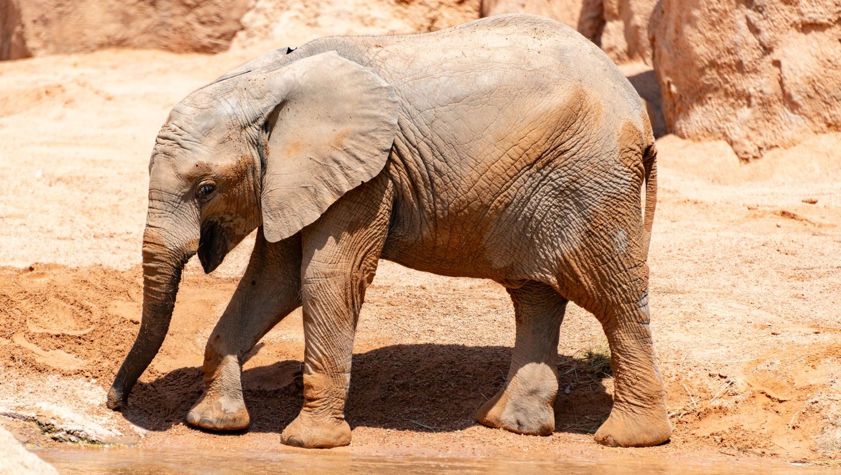 african elephant on lakeshore