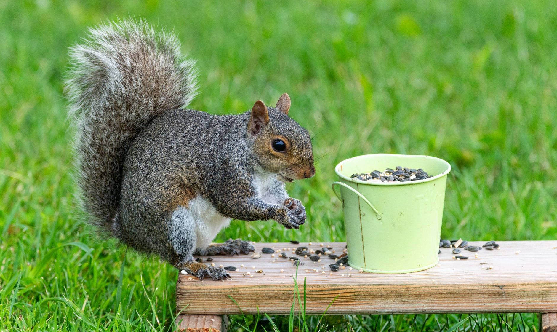 squirrel with seeds on wooden board outdoors