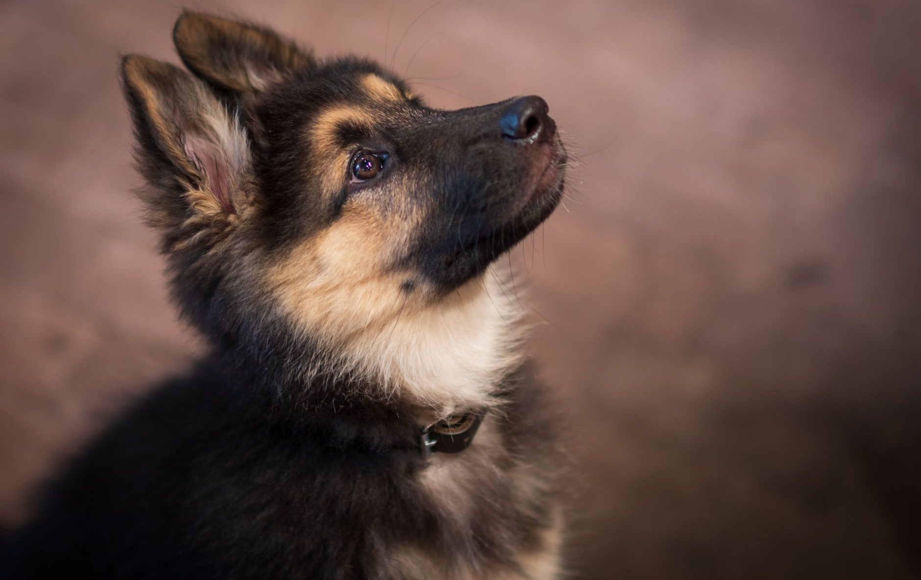 adorable german shepherd puppy looking upward