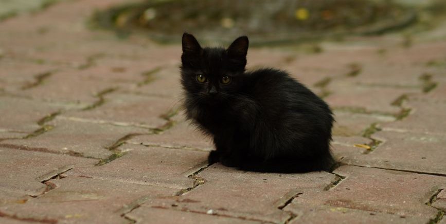 adorable black kitten on cobblestone path