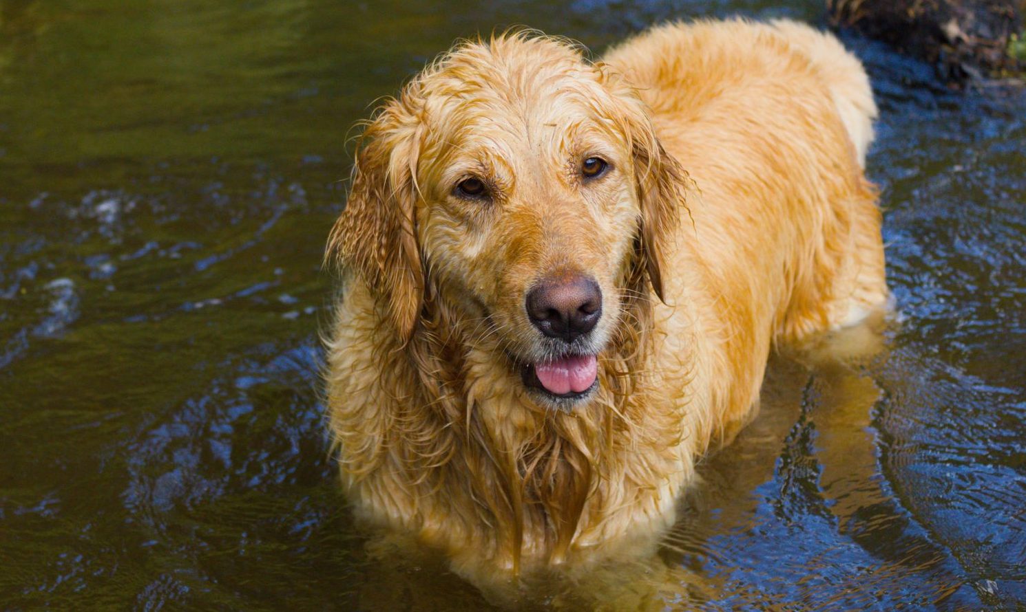 golden retriever enjoying a swim in brazil