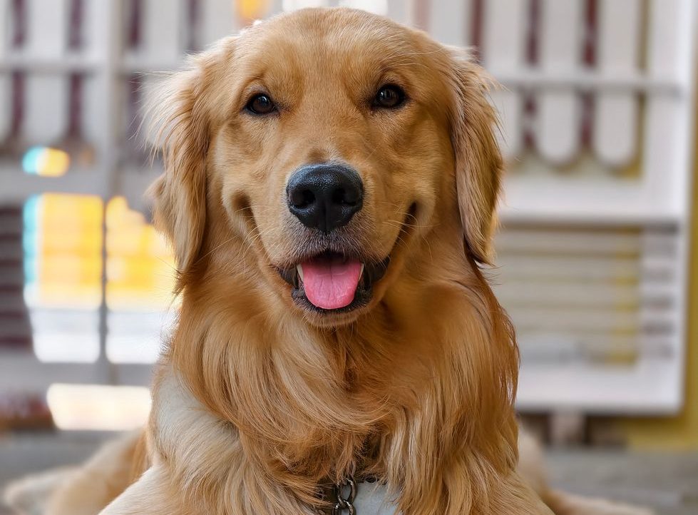 golden retriever with ball indoors relaxing