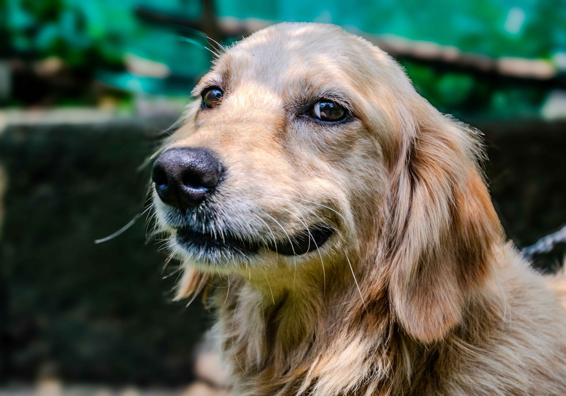 golden retriever portrait in natural light