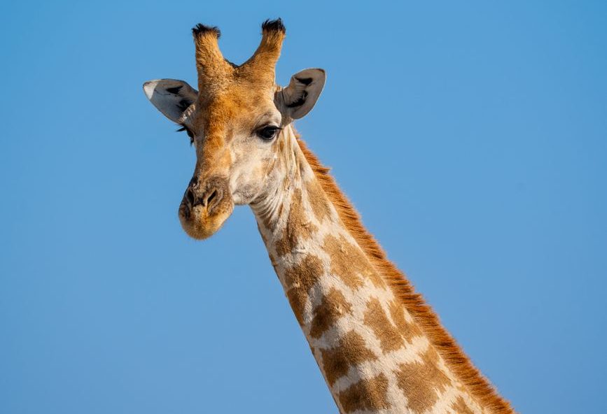 giraffe in the wild namibia close up
