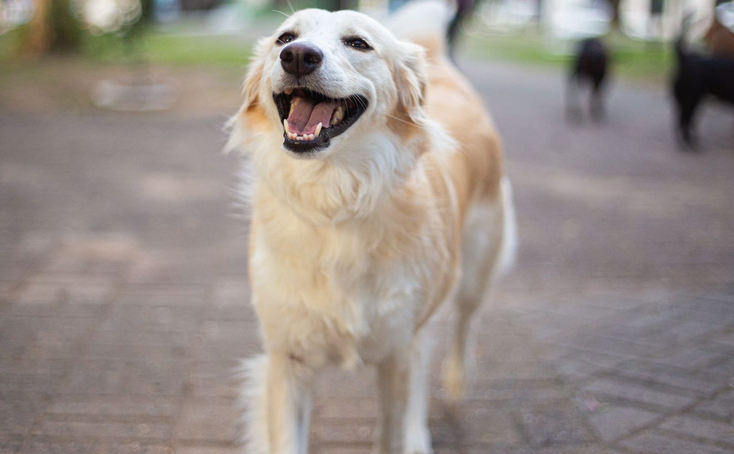 happy golden retriever in a sunny urban park