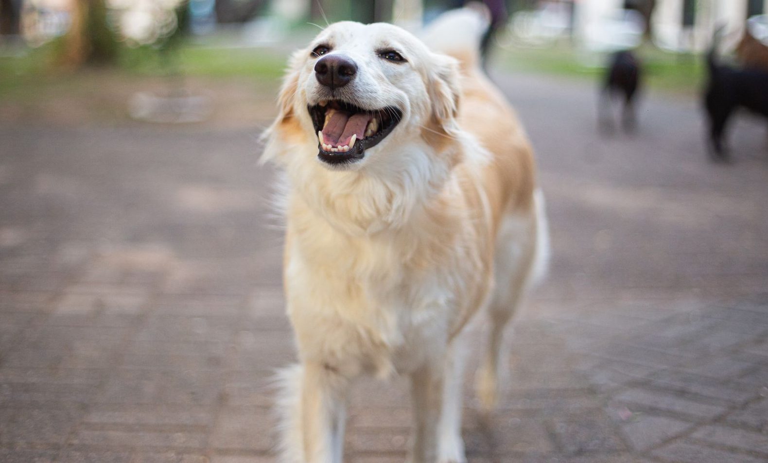 happy golden retriever in a sunny urban park