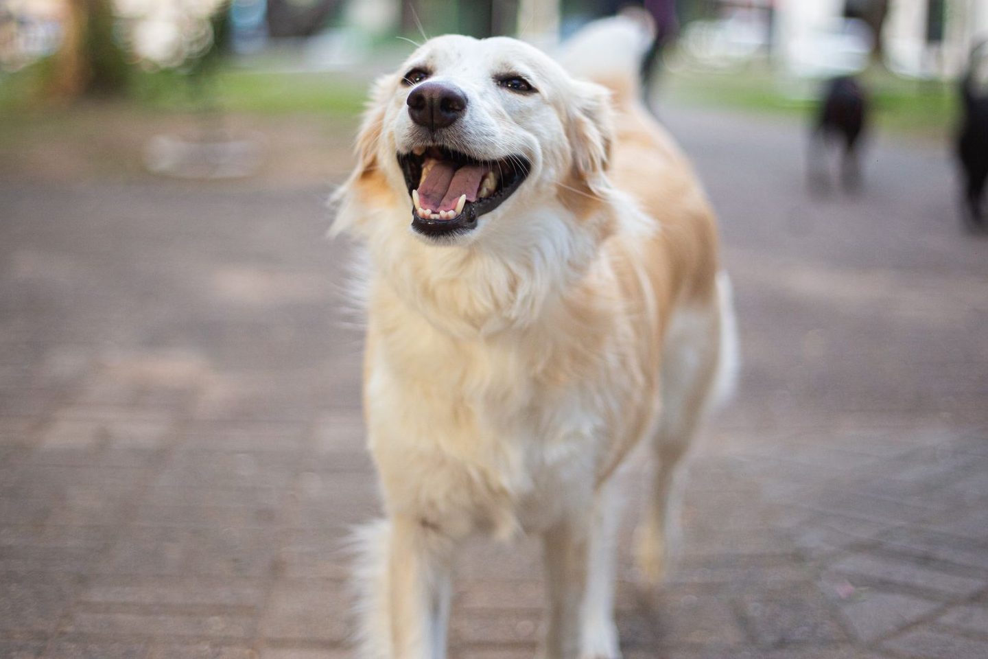 happy golden retriever in a sunny urban park