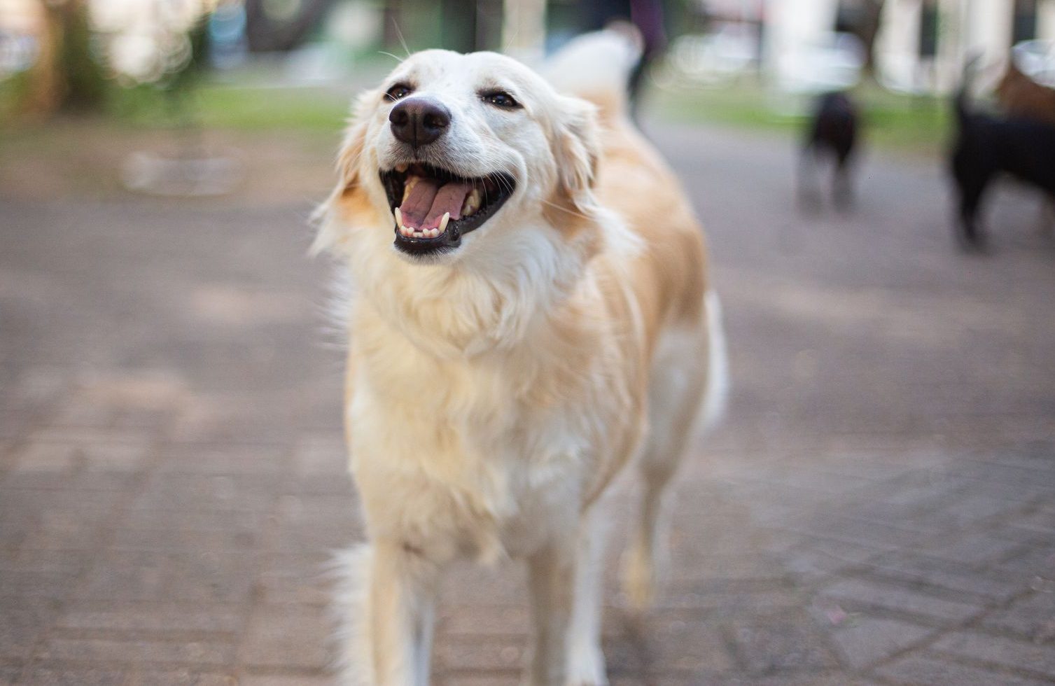happy golden retriever in a sunny urban park